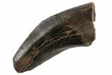 Serrated Tyrannosaur Tooth - Judith River Formation #194342-1